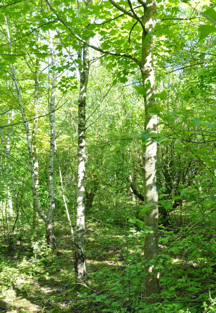 Les espaces arborés ©AUDC